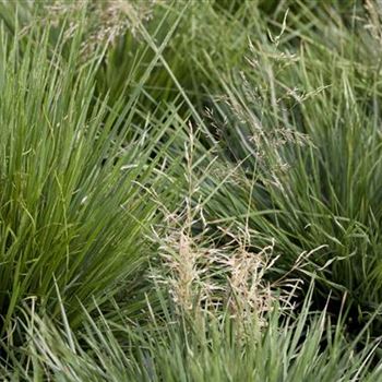 Deschampsia cespitosa 'Tardiflora'