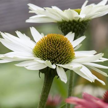 Echinacea purpurea 'Virgin'