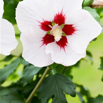 Hibiscus syriacus