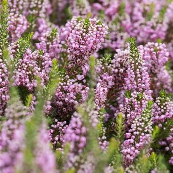 Erica vagans 'St. Keverne'