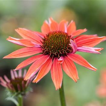 Echinacea purpurea 'Sundown'®