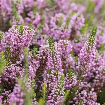 Erica vagans 'St. Keverne'