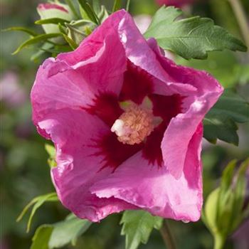 Hibiscus syriacus 'Pink Giant'®