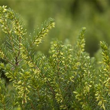 Erica darleyensis 'White Perfection'