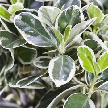 Euonymus fortunei 'Emerald Gaiety'