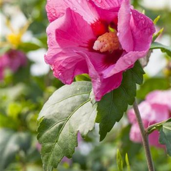 Hibiscus syriacus 'Pink Giant'®