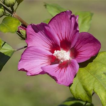 Hibiscus syriacus 'Pink Giant'®