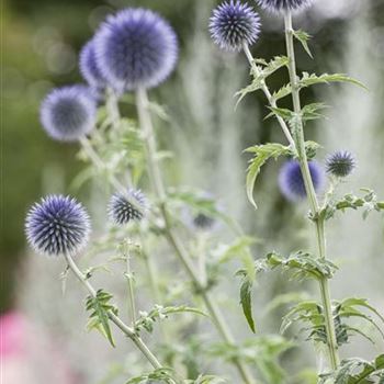 Echinops ritro