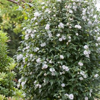 Hibiscus syriacus 'Speciosus'