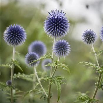 Echinops ritro