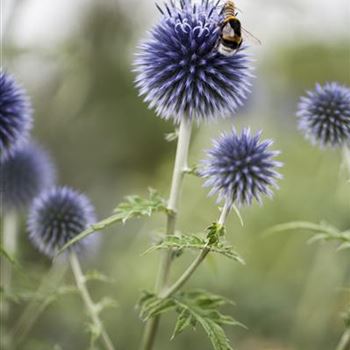 Echinops ritro