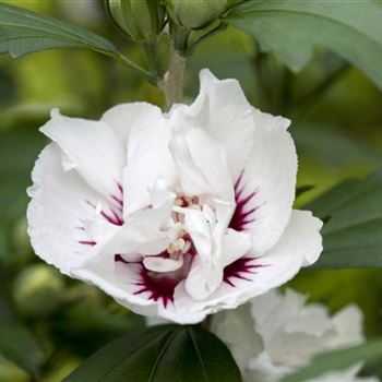 Hibiscus syriacus 'Speciosus'