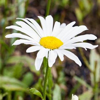 Leucanthemum x superbum 'Silberprinzessin'