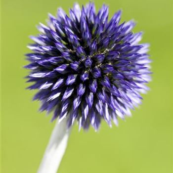 Echinops ritro 'Veitchs Blue'