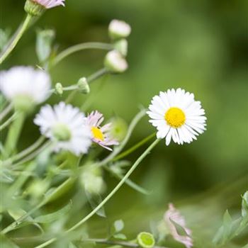 Erigeron karvinskianus 'Blütenmeer'