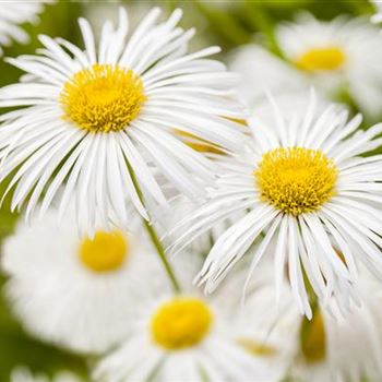 Erigeron 'Sommerneuschnee'