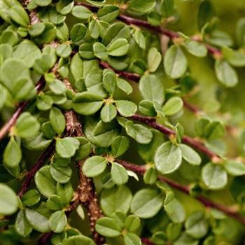 Cotoneaster procumbens 'Streibs Findling'