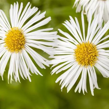 Erigeron 'Sommerneuschnee'