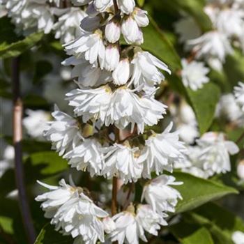 Deutzia magnifica