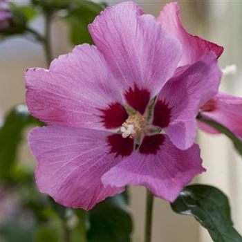 Hibiscus syriacus 'Woodbridge'