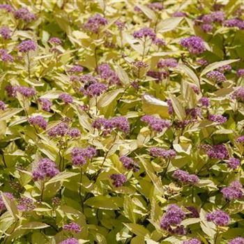 Spiraea japonica 'Golden Princess'