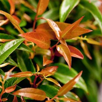 Leucothoe keiskei 'Royal Ruby'