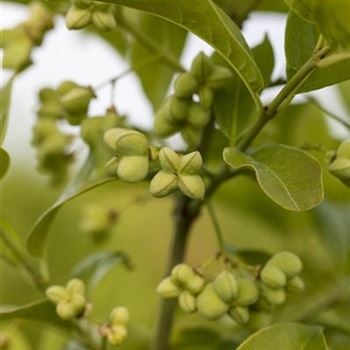 Euonymus planipes