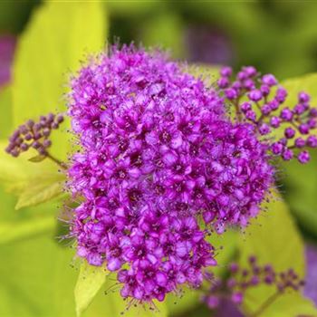 Spiraea japonica 'Golden Princess'