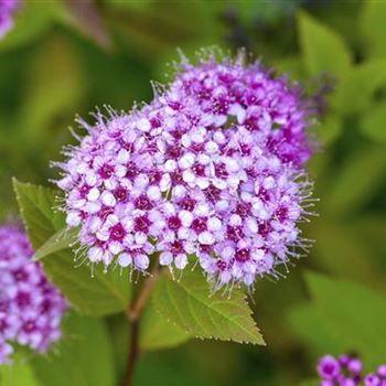 Spiraea japonica 'Golden Princess'