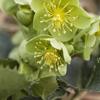 Helleborus argutifolius