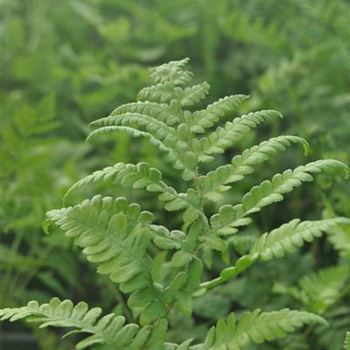 Thelypteris palustris