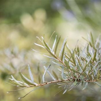 Hippophae rhamnoides