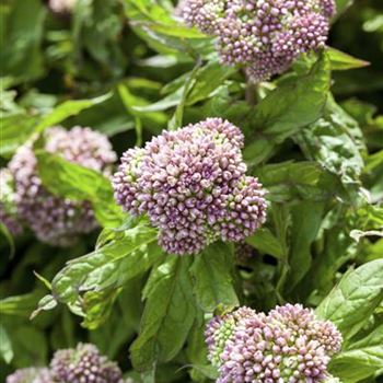 Eupatorium cannabinum