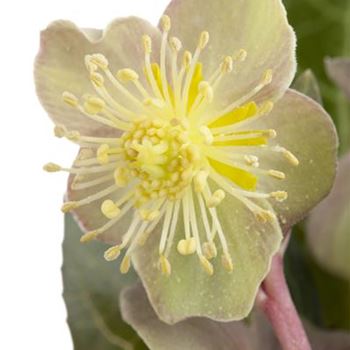 Helleborus argutifolius