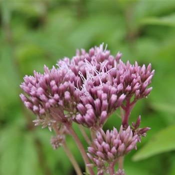 Eupatorium cannabinum