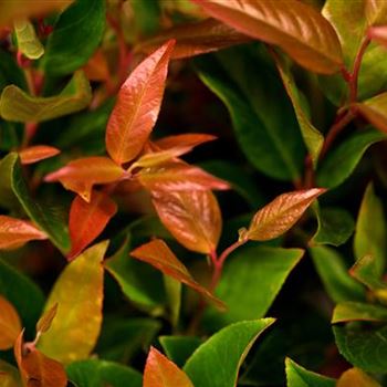 Leucothoe axillaris 'Zeblid'