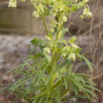 Helleborus foetidus