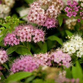 Spiraea japonica 'Shirobana'