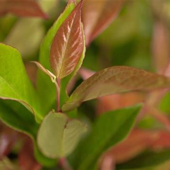 Leucothoe axillaris 'Zeblid'