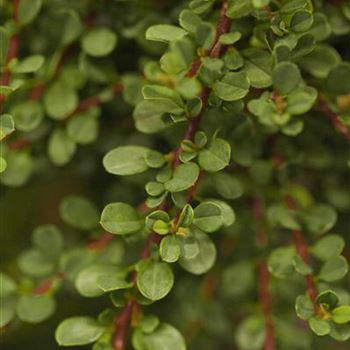 Cotoneaster microphyllus 'Cochleatus'