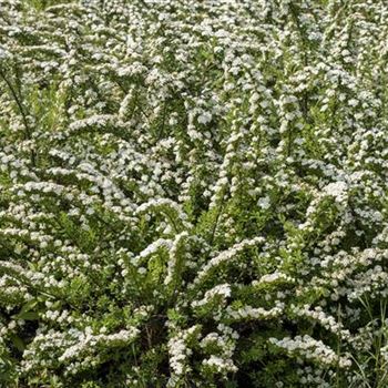 Spiraea nipponica 'Snowmound'