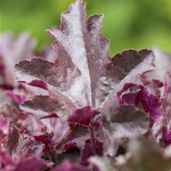 Heuchera micrantha 'Chocolate Ruffles'