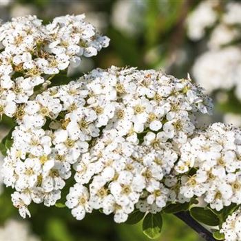 Spiraea nipponica 'Snowmound'