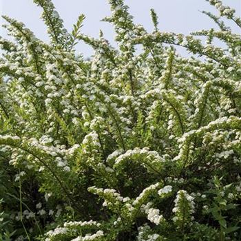 Spiraea nipponica 'Snowmound'