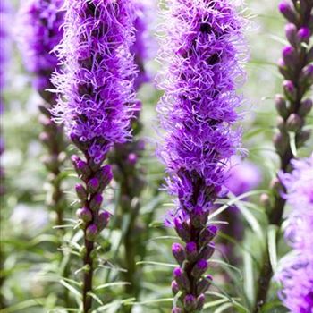 Liatris spicata 'Kobold'