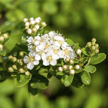 Spiraea nipponica 'Snowmound'