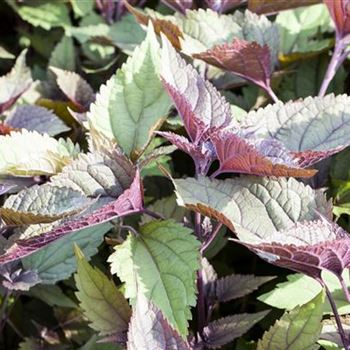 Eupatorium rugosum 'Chocolate'