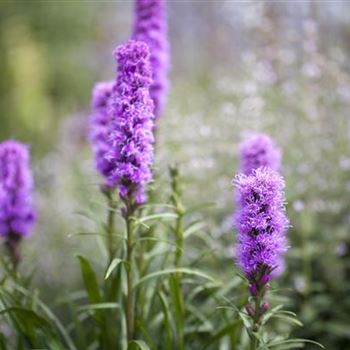 Liatris spicata 'Kobold'