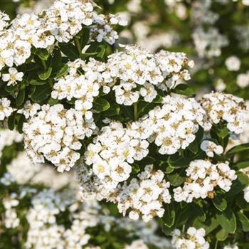 Spiraea nipponica 'Snowmound'