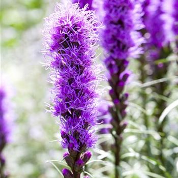 Liatris spicata 'Kobold'